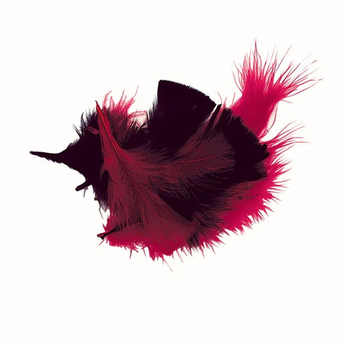 Red & Black Craft Feathers